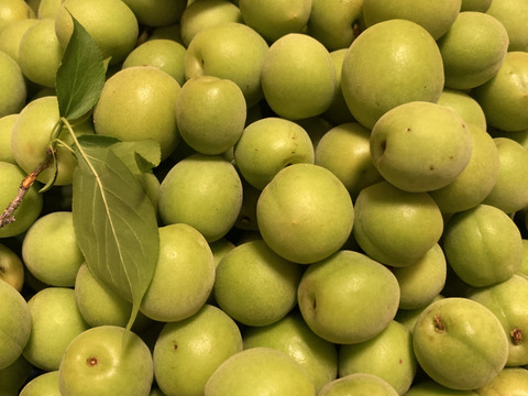 ⭐️自然農⭐️高知産南高梅🟢化学肥料除草剤なし無肥料中〜大1キロ