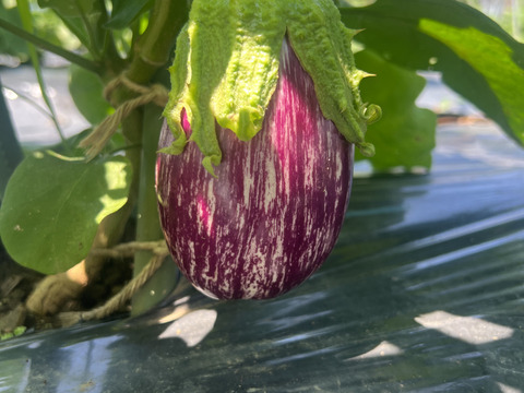 しゅん農園の旬の野菜お任せセット 7〜10品目前後