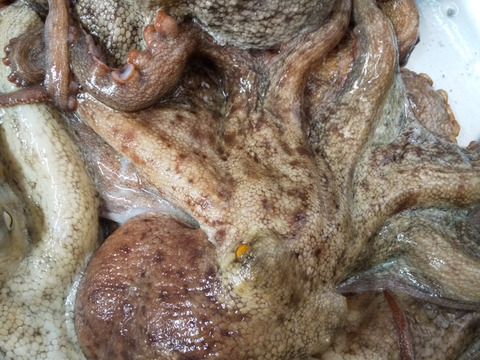 福岡県産【関門海峡たこ】ボイル済　訳ありあり加熱用たこ500g＆水分の多いたこ500g　おでんや煮たこ、たこ焼きやたこ飯に…ご家庭用1kgです