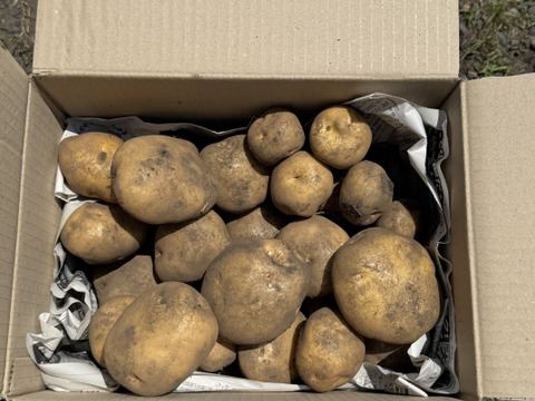 【福袋2025】農薬・化学肥料不使用 新じゃが 男爵 だんしゃく　ごろごろめいっぱい箱いっぱいにお入れしてお届け致します。7月上旬からご予約順に順次収穫して発送致します