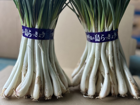 沖縄 伊江島特産 島らっきょう 1kg