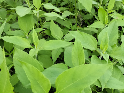 平飼いの色々な卵10個とキクイモの新芽1キロのセット野菜セット