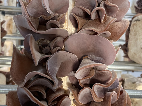 ★九州産★クヌ木100％使用　大分県産アラキクラゲ