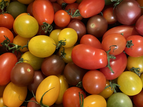 その日に採れた分だけその日に発送!!朝採れカラフルミニトマト　3㎏