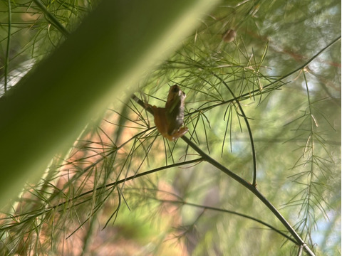 ふぁふぁふぁーむのやさしいアスパラガス500g
