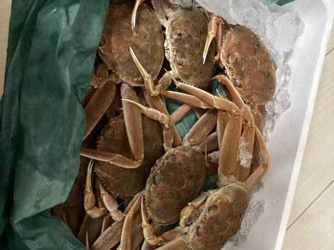 生セコガニ 内子と外子と蟹味噌の旬の3段ミルフィーユが魅力約1キロ（5～9尾入）