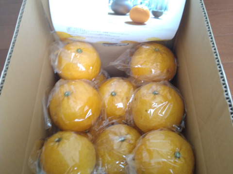 爽やかな香りと瑞々しさ！木成り完熟甘夏（5kg）：熊本県産の