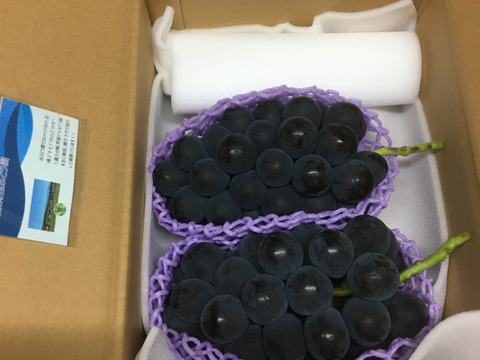 【9月発送！予約販売！朝採れ新鮮】山梨県産種無し藤稔約1Kg(2房)