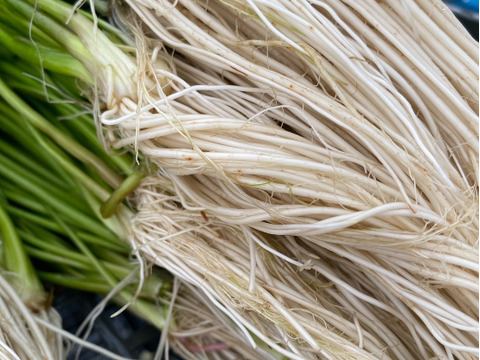 根っこが主役！湯沢市産『三関せり』家庭用1kg 年末年始予約専用！