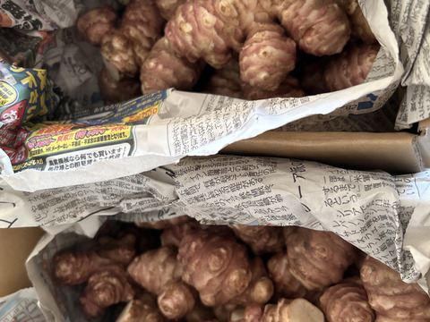 ※ウジャ様専用【大きい！仮洗浄済み！】イヌリンたっぷり♪香川県産紅キクイモ　4kg(きくいも、菊芋)