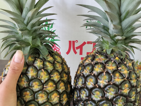 ゴールドバレル　農家直送　４個セット　お買い得 限定セット】沖縄県 ゴールドバレル 4個×2箱(8.0kg)セット 最