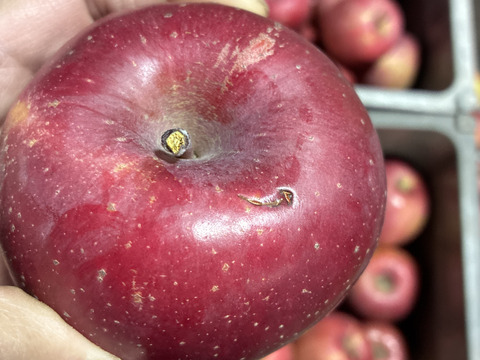 長野県産家庭用サンふじ5kg