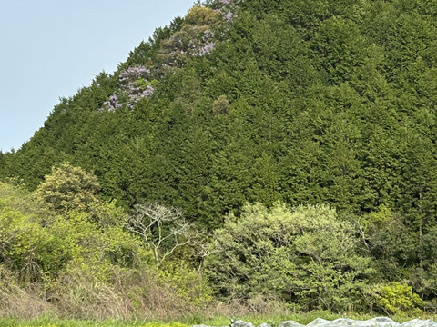 甘くてホクホクじゃがいも！(キタアカリ3キロ)