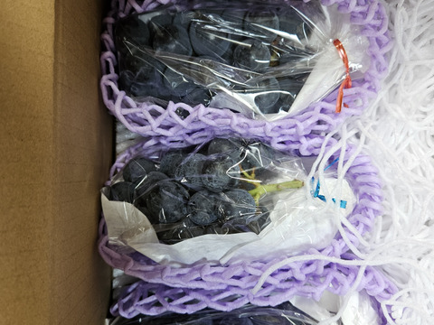 甘くてコクのあるナガノパープル 2〜3房 長野県産 皮ごと食べれる 種無しぶどう #ネオニコフリー