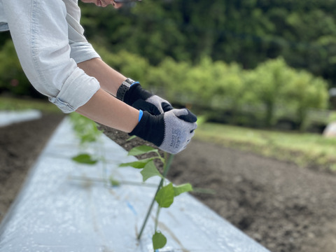 【今が旬！】肉厚ジューシー甘長とうがらし【甘とう美人】BBQに！串焼きに！(1箱300g✖️3袋入り)