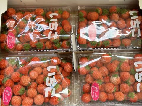 訳あり 小粒 高級いちご「桃薫」1000ｇ【トッピングなどに最適な小粒タイプ】 チルド ジャム用 加工用 イチゴ 苺 ジャム 加工 品種おまかせ 完熟 新鮮 お取り寄せ  自宅用 訳アリ わけあり