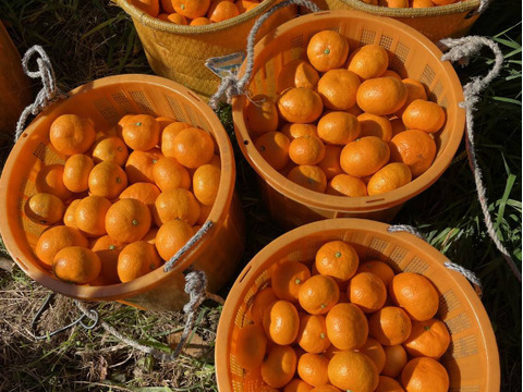 早生みかんの代表格　宮川早生（ご家庭用・5kg）