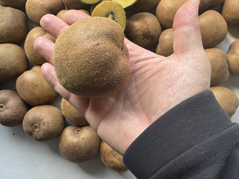 【毎日のフルーツに】福岡県八女産アップルキウイ 約6kg｜５５個以上｜ご家庭に一番おすすめ｜ 食べやすいサイズ中心（約111〜145g）｜農薬・化学肥料不使用