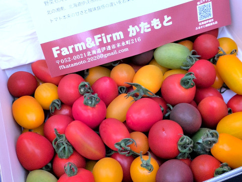 樹上完熟！カラフルミニトマトセット（1.5kg）【夏ギフト