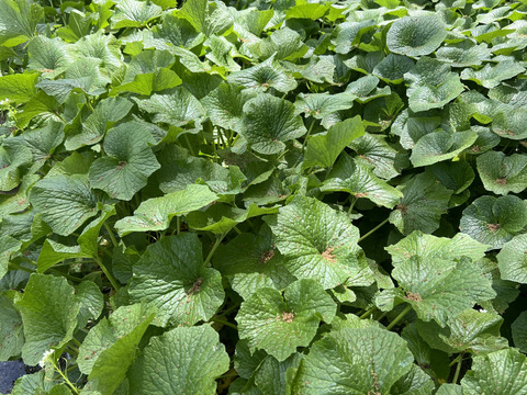 【産地直送4月21日収穫分】創業125年安曇野の湧水育ち。安曇野産本生わさび。貴重な大サイズ３００ｇ。新品種。