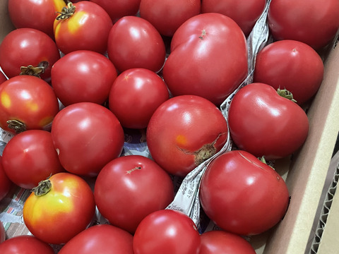 [自然栽培][訳あり][リピーター多数]完熟！中玉トマト：メニーナ3.5kg