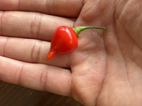 ビキーニョ 500g