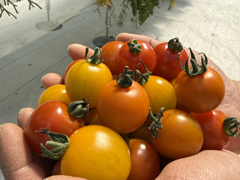 お試しミニトマト500g｜福島県大熊町産｜サンゴ砂礫農法