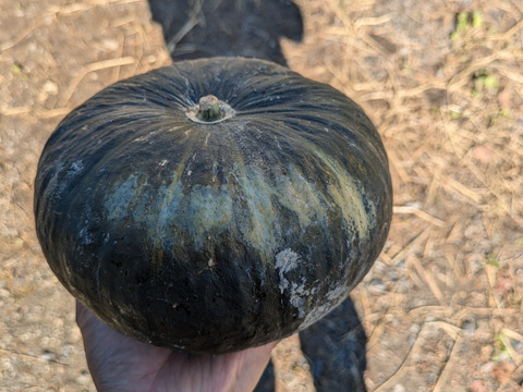 【ワケアリ】北海道産甘くてホクホクな南瓜　１０キロ