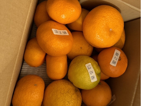 【柑橘食べ比べ】甘～いみかん！お手頃価格で食べきりサイズ！旬のこだわり柑橘をまるごと楽しむ！４～５種類入り！何の品種が入っているか「お楽しみかん」 ご家庭用　約2kg入２箱セット【商品番号999-2】