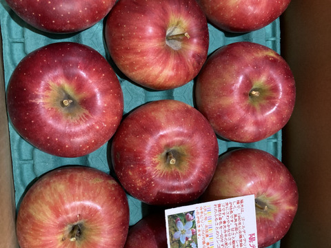 陽光りんご食べて欲しいな！！園主より。お値下げして 絶賛販売中！！　気軽に食べたい　3キロコース　（8から11個入り）甘酸適和な美味な林檎