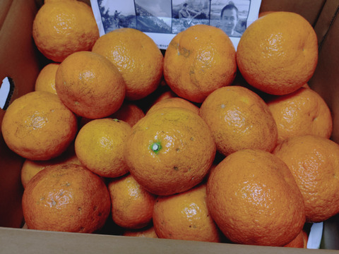 せとうちの島育ち！ えひめ中島いよかん 10kg