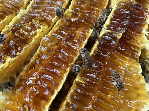 【希少】熊本県産　こだわりの日本蜜蜂（ミツバチ）蜂蜜　１８０g