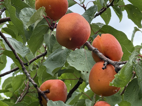 旬を堪能、あまいあんずとや硬めの信州限定の甘みの強いネクタリン。
あんずのおひさまコットと、ネクタリンのサマークリスタルのセット
（約2.5ｋg）のきれいな箱入りでのお届け。