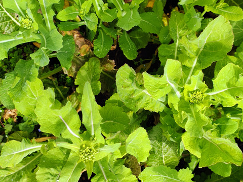 【栽培期間中農薬不使用】雪の下で耐え甘くなった菜の花（野沢菜、白菜） 60サイズにいっぱい　200グラム程度