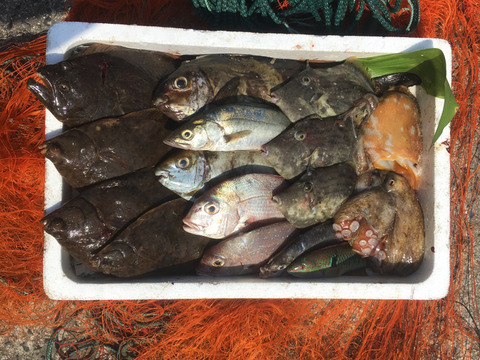 小豆島の海の恵み。旬のお魚お任せ鮮魚デラックスセット（約２０匹程度）・・・・商品揃い次第発送