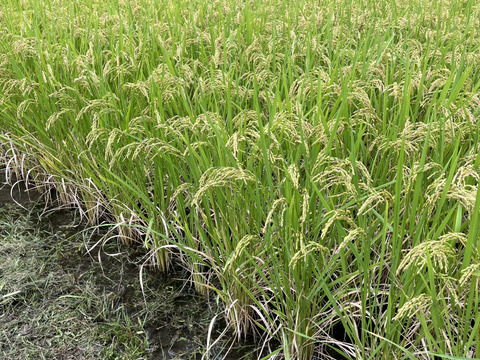 れんげ緑肥栽培 朝日米 玄米20㎏『総重量梱包材込』