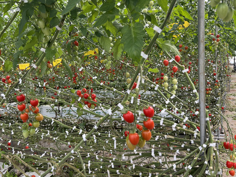訳ありアイコ1kg箱(A品)ヘタ無し、傷あり。美味しい＋満足‼︎おすすめアイコ