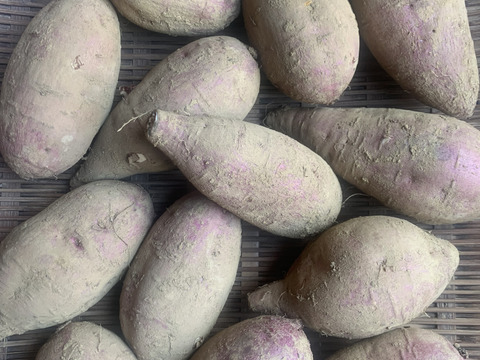 完熟‼️【自然栽培の安納芋】約2kg