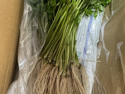 【レビューで100g増量】根っこが主役！湯沢市産『三関せり』500g 年末年始価格
※レビュー記載されていただける方は注文画面の特記事項
に『レビューあり』とご記載ください。