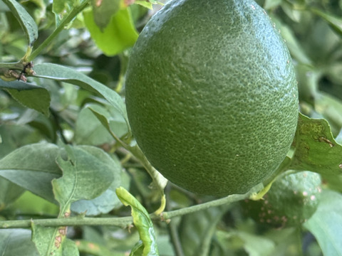 甘酸っぱい　グリーンレモン1ｋｇ　和歌山県産　ユーレカ【防腐剤・ワックス不使用】