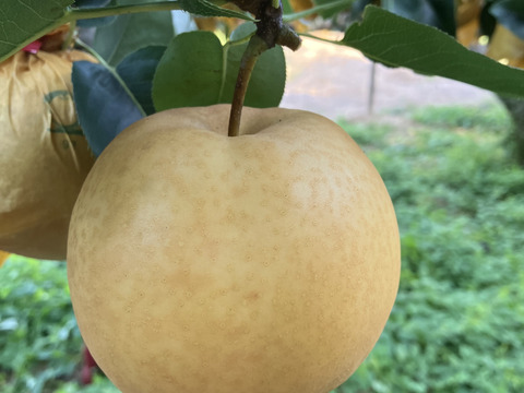 【鳥取県オリジナル品種】 新甘泉　梨　約2kg
