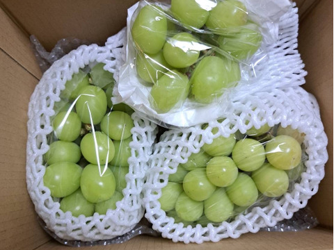 お得！大粒！ジューシー！長野県産シャインマスカット約1kg(2房)