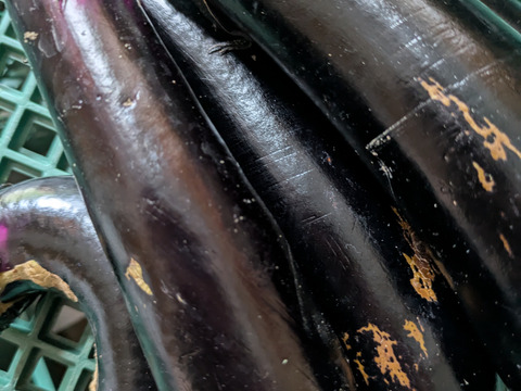 朝取り！訳あり！ナス(黒陽)　2キロ(5〜8本)