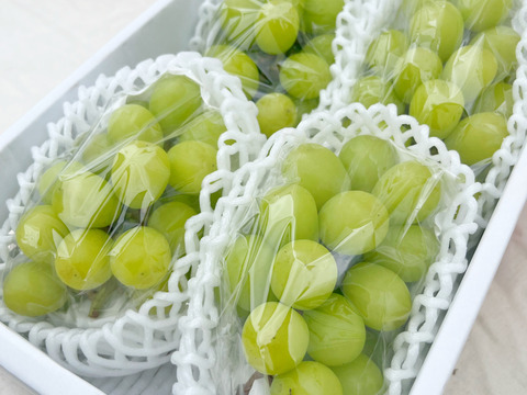 不揃いでも味は極上！🟢期間限定！シャインマスカット🟢ご家庭用【4房-約1.6kg】