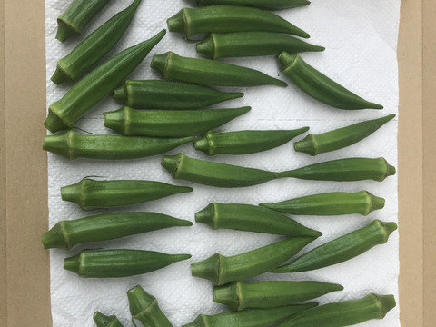 桜島を眺めながら育った野菜たち オクラ 350ｇ 鹿児島県産の野菜 食べチョク 産地直送 産直 お取り寄せ通販 農家 漁師から旬の食材を直送