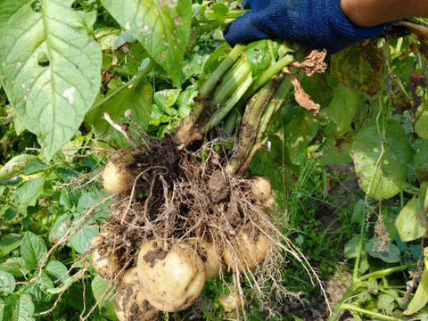 【北海道産じゃがいも】ホクホクで美味しさバツグンの「男爵」　L～M混み　9キロ