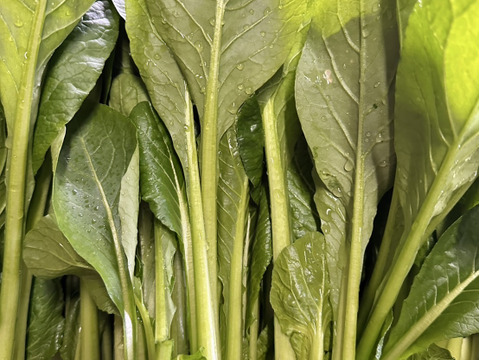 【農家直送】朝採れ野菜セット🥬 新鮮野菜詰め合わせ 丹波産 産地直送 野菜セット