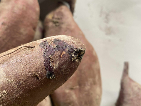 自然栽培さつまいも（シルクスイート）5kg