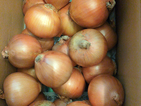 大地の恵み！淡路島完熟玉ねぎ🧅【シャーロットオニオン　輝玉（キラ玉✨）】(5Kg)