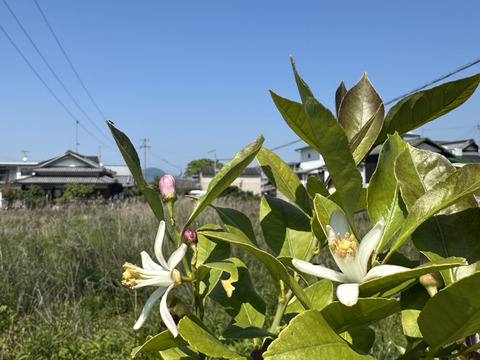 瀬戸内海・大三島の恵🍋農薬不使用レモン〈皮まで使える〉5キロ
